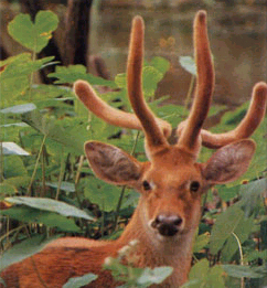 sangai deer,manipur deer
